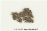 藏品(鞭羽苔屬)的圖片